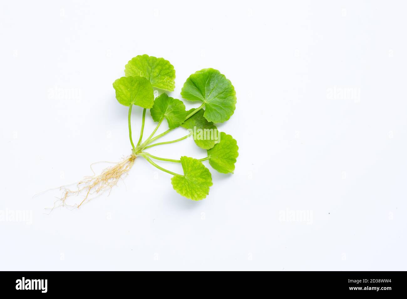 Gotu kola, pennymort asiatique ou pennymort indien sur fond blanc. Banque D'Images