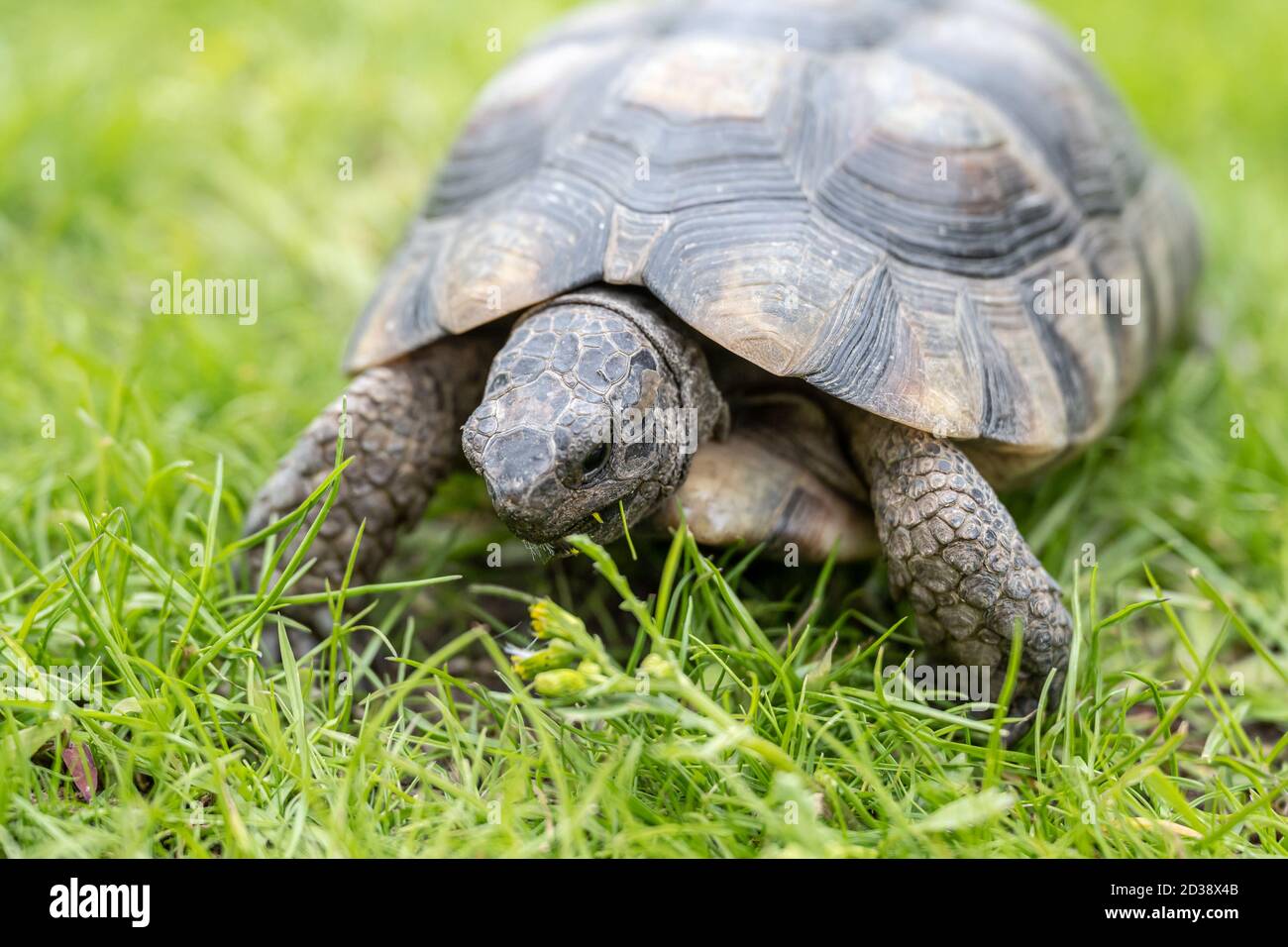 Tortue Testudo marginata tortue continentale européenne marchant sur l'herbe verte en gros plan faune. Banque D'Images Tortue Testudo marginata tortue continentale européenne marchant sur l'herbe verte en gros plan faune. Banque D'Images