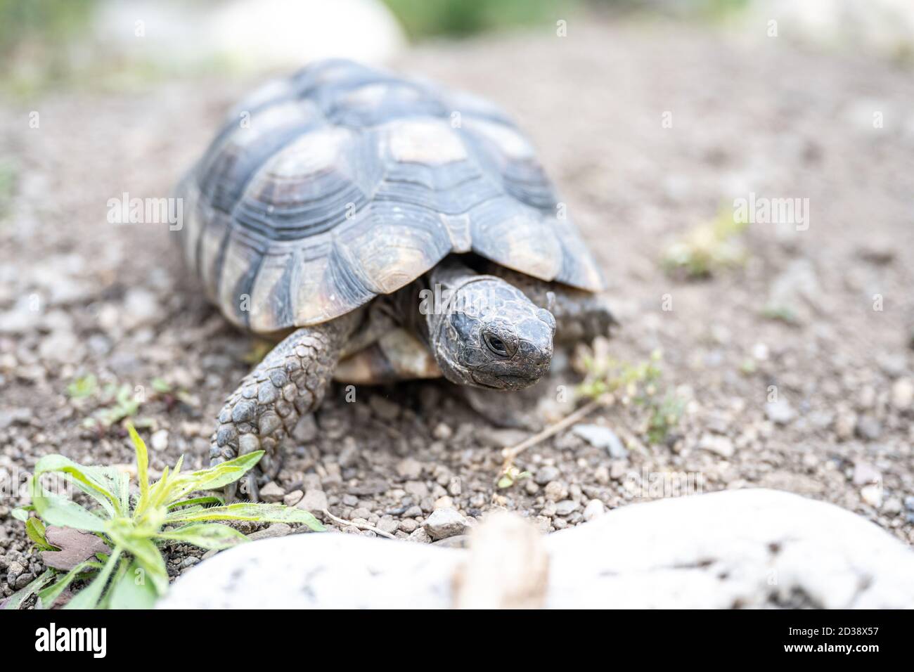Tortue Testudo marginata'landturtle libre de la faune Banque D'Images Tortue Testudo marginata'landturtle libre de la faune Banque D'Images