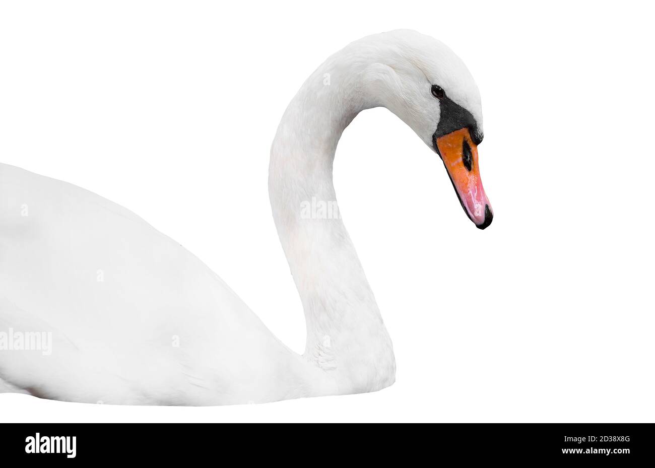 Tête de cygne blanc isolée sur blanc, portrait de cygne Banque D'Images