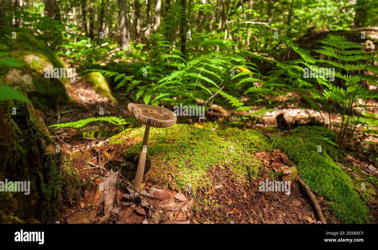 Le champignon de la Grisette (Amanita vaginata) sur un plancher forestier canadien. Sous-badigeonner avec de la mousse et des fougères. Parc national Fundy, Nouveau-Brunswick, Canada. Banque D'Images