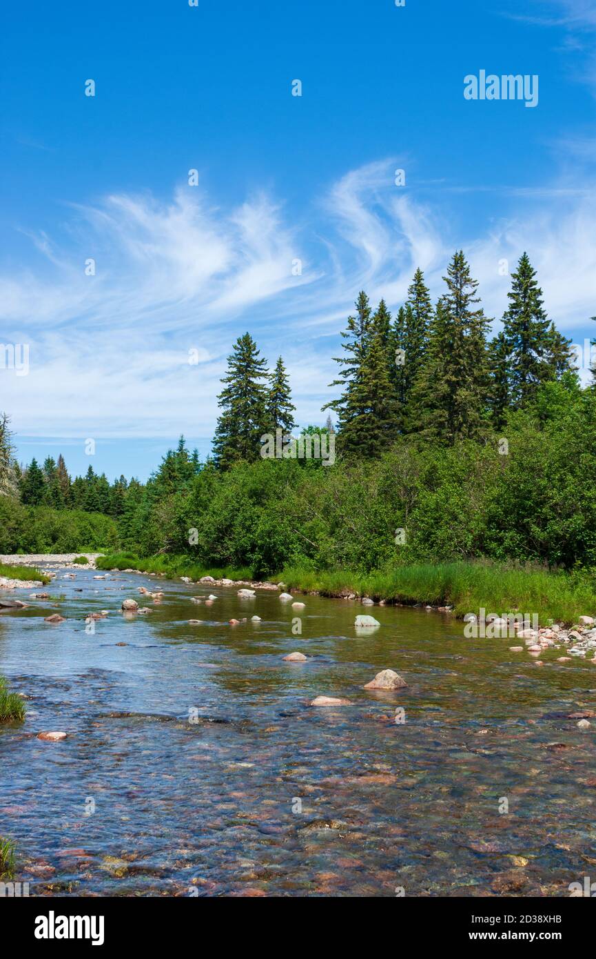 Rivière Broad le long de la piste Moosehorn. Ruisseau calme qui coule à travers une forêt acadienne avec des épinettes rouges. Parc national Fundy, Nouveau-Brunswick, Canada. Banque D'Images