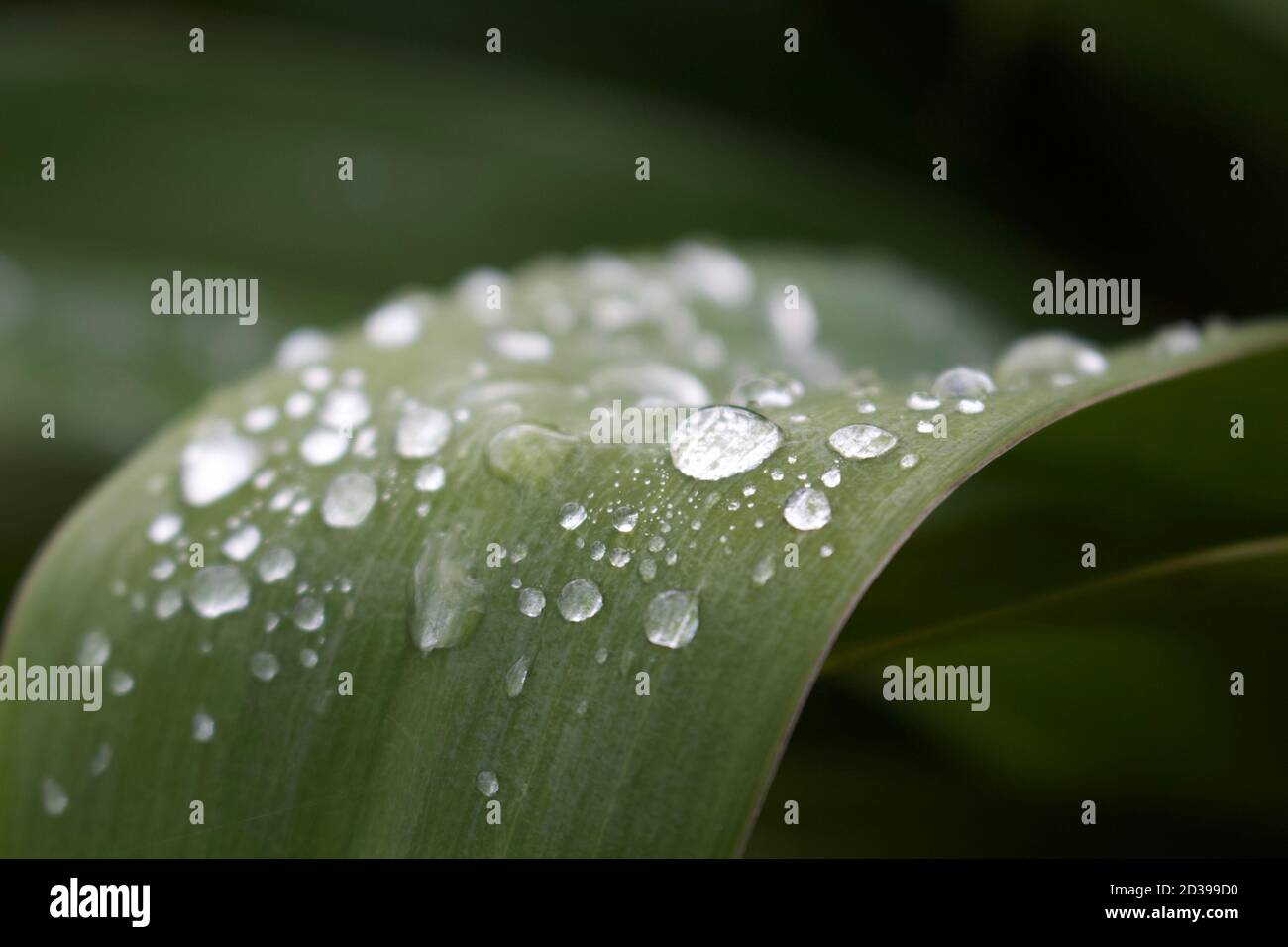 Bulles d'eau sur une feuille après la pluie gouttes d'eau sur feuille Banque D'Images