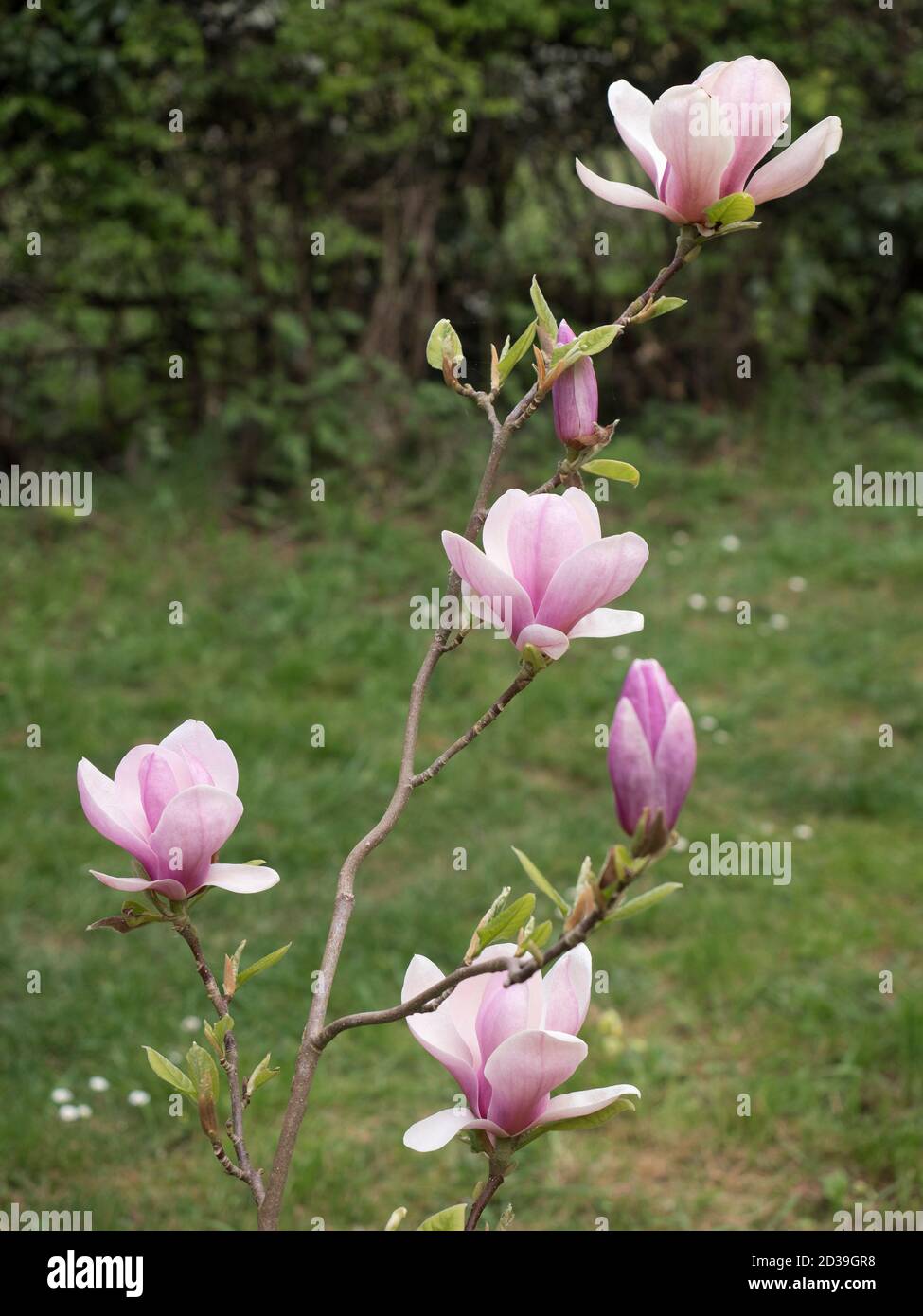 Pink Tulip Magnolia, Magnolia soulangeana lennei, jeune arbre en fleur, Worcester, Royaume-Uni. Banque D'Images
