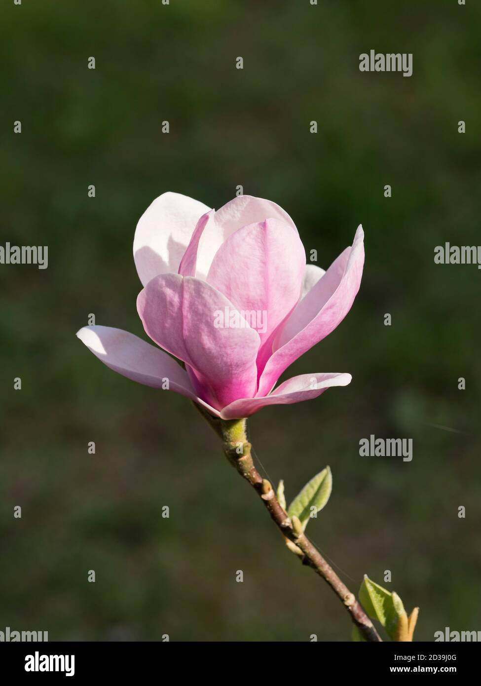 Pink Tulip Magnolia, Magnolia soulangeana lennei, gros plan d'une fleur unique, Worcester, Royaume-Uni. Banque D'Images