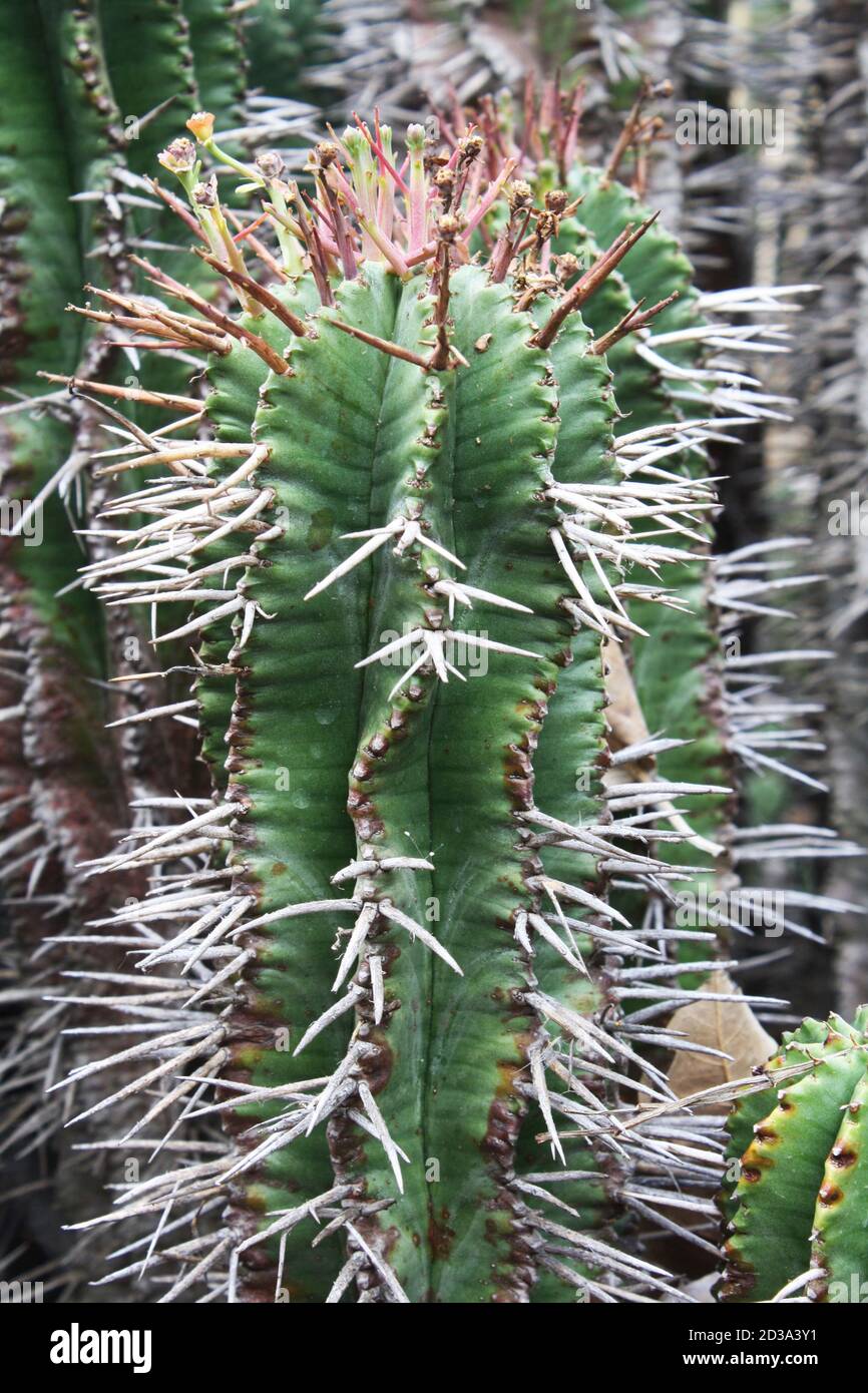 Wolfsmilchgewächs euphorbia horrida Banque D'Images