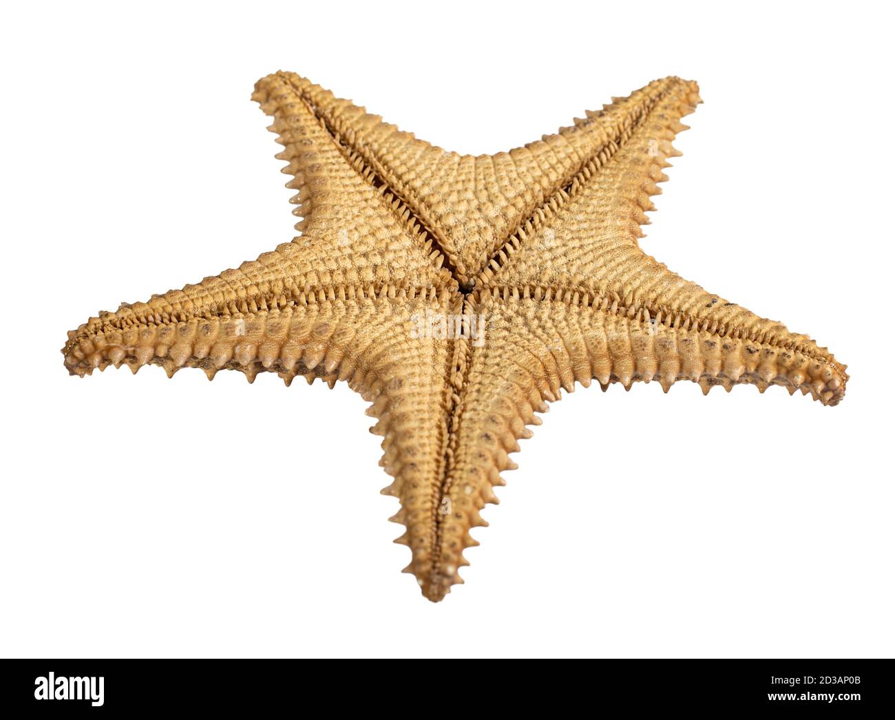 starfish isolé sur fond blanc. Gros plan. Vue de dessous Banque D'Images