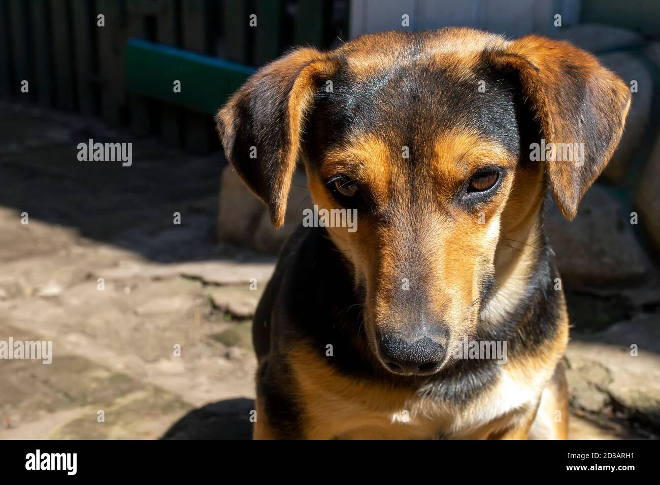 Joli chien noir. Portrait d'un chien à l'extérieur. Banque D'Images