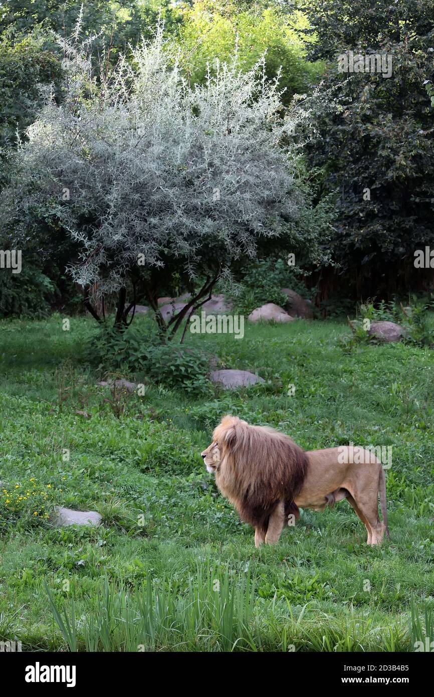 La figure d'un lion sur fond vert herbe Banque D'Images