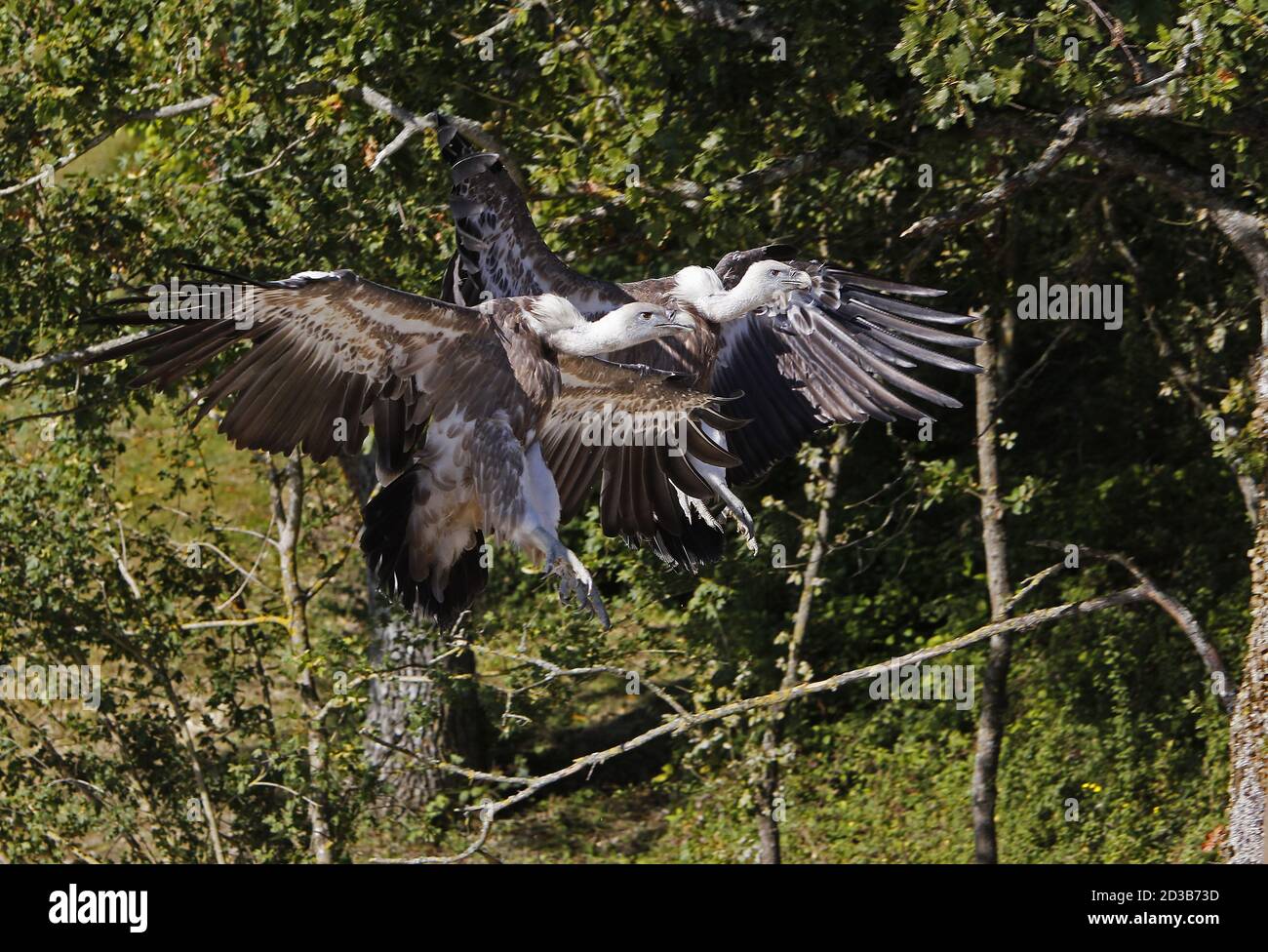 Vautour fauve, Gyps fulvus, adultes en vol Banque D'Images