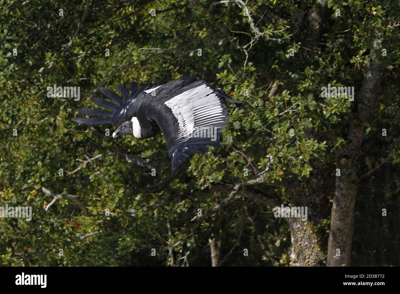 Condor andin, vultur gryphus, Femme en vol Banque D'Images