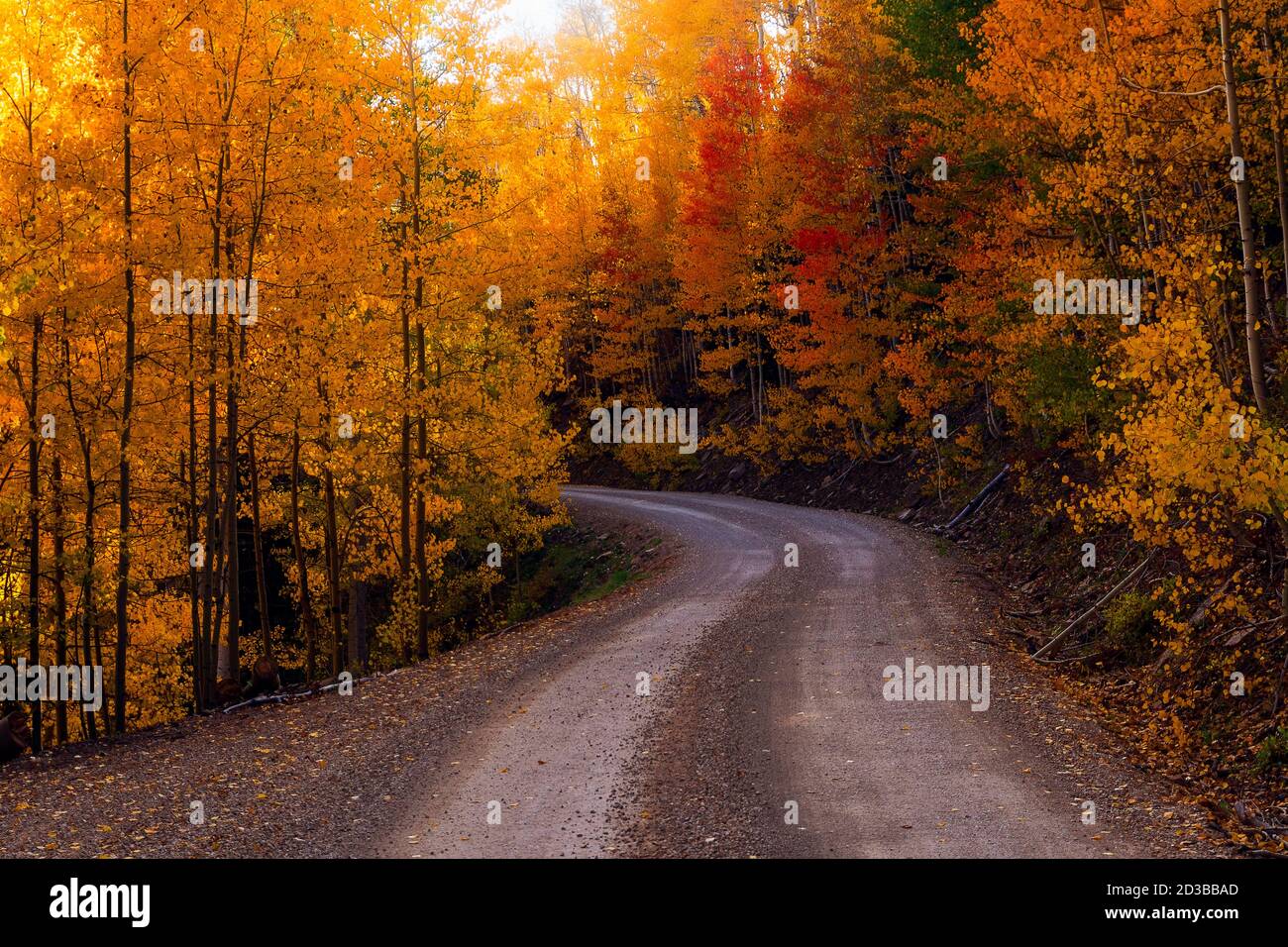 Paysage d'automne pittoresque avec une route de terre sinueuse à travers les Aspen colorés avec les couleurs d'automne près de Dolores, Colorado Banque D'Images