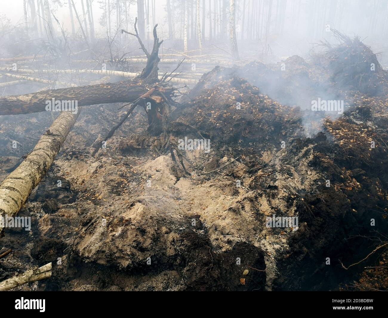 Les tourbières sont en feu. Le feu de forêt et ses conséquences Banque D'Images