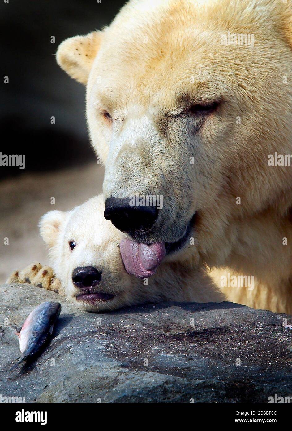 Un Bebe Ours Polaire Oeil Soigneusement Un Morceau De Poisson Avec Sa Mere Vera Lors De Ses Premiers Pas A L Exterieur Dans Sa Recherche De Nourriture Apres L Hybernation Au Zoo Ouweways De