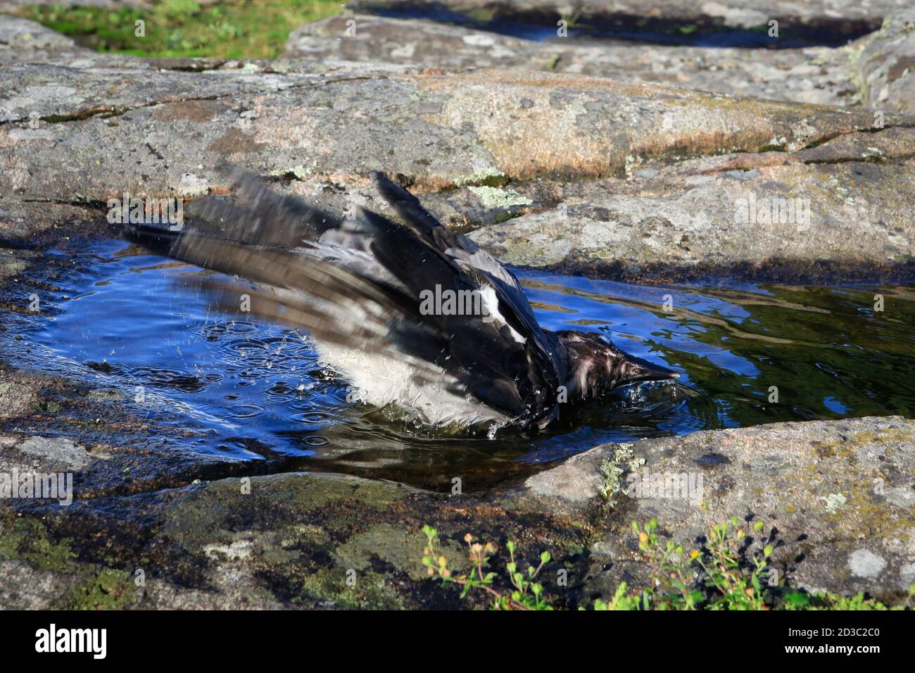 Jeune Crow à capuche, Corvus cornix appréciant un bain dans une piscine d'eau de pluie rassemblée sur un rocher dans un environnement naturel. Banque D'Images