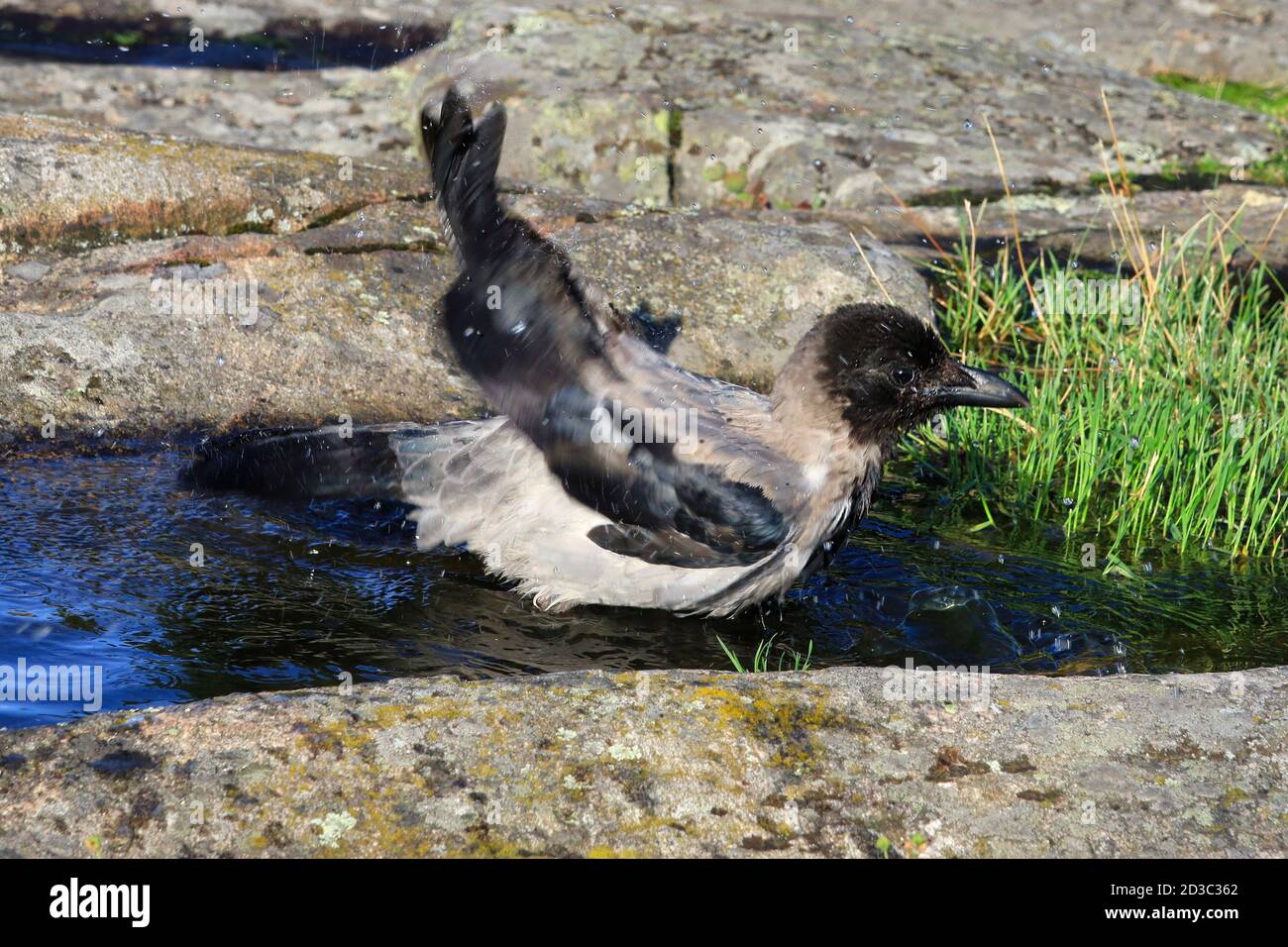 L'eau éclabousse quand jeune, ca 2,5 mois Crow à capuchon, Corvus cornix se baignent dans une flaque d'eau de pluie sur un rocher dans un environnement naturel. Banque D'Images