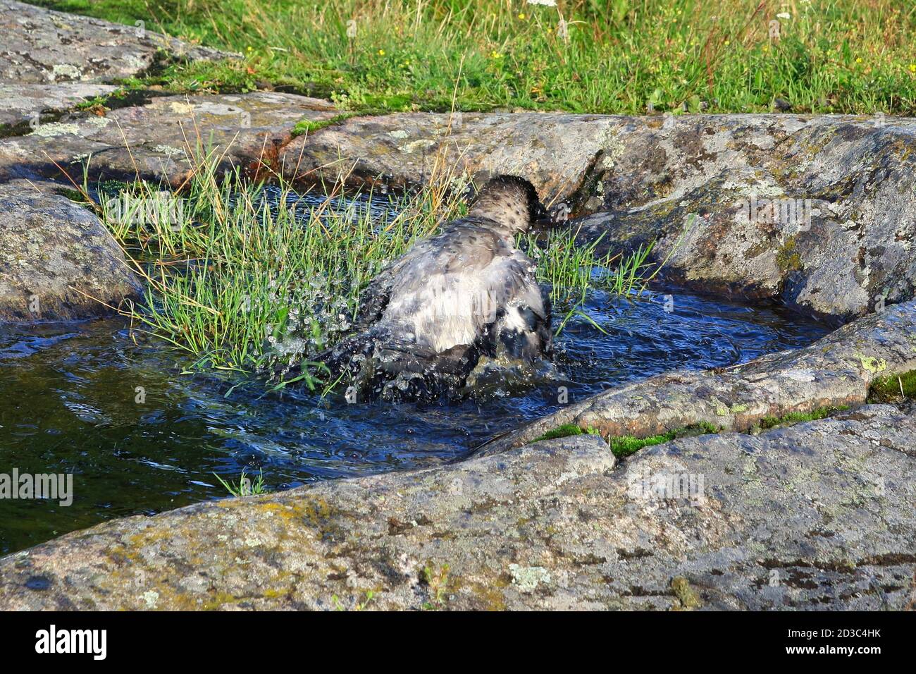 L'eau éclabousse quand le jeune Hooded Crow, Corvus cornix, est baigné dans une flaque d'eau de pluie sur un rocher dans un environnement naturel. Banque D'Images