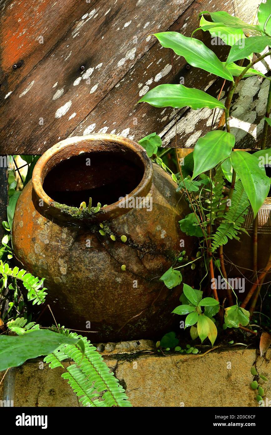 Vaste jardin en terre cuite entouré de fougères, de bois de riche et d'une végétation luxuriante. Banque D'Images