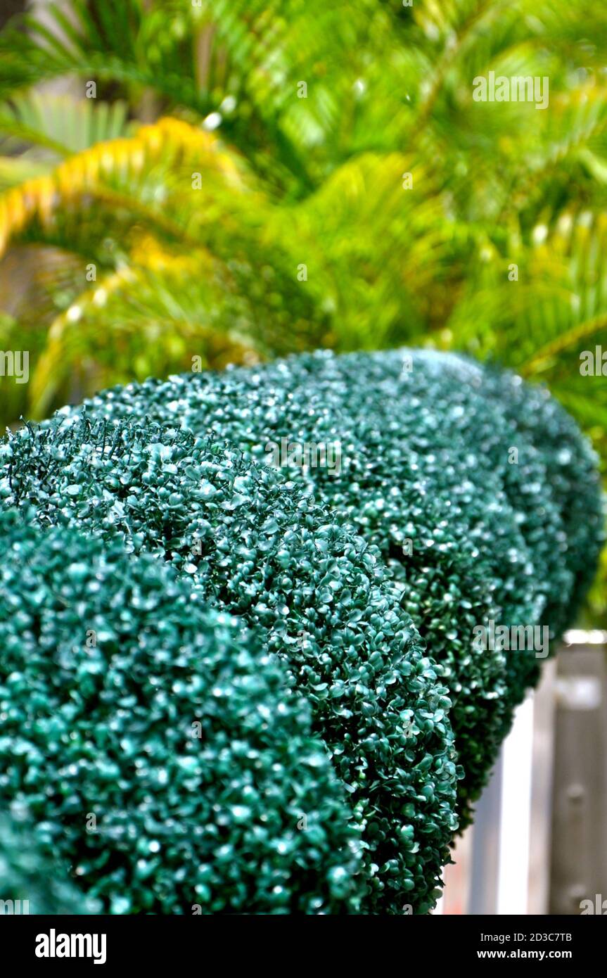 Vue en perspective d'une rangée de buissons sphériques topiaires, sur fond de palmiers tropicaux dans un ton de vert contrasté. Banque D'Images