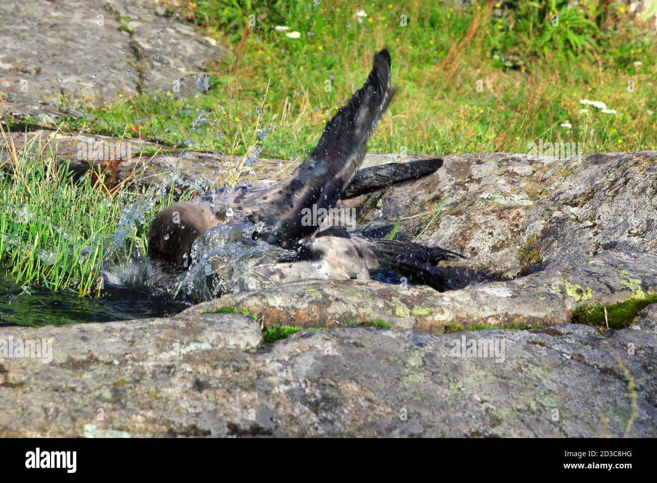 L'eau éclabousse quand jeune, ca 2,5 mois Crow à capuchon, Corvus cornix se baignent dans une flaque d'eau de pluie sur un rocher dans un environnement naturel. Banque D'Images