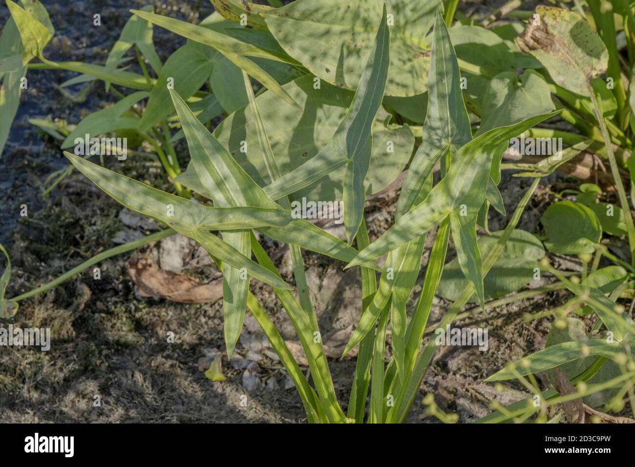 Plante aquatique Arrowhead, Arrowhead, canard pomme de terre, katniss ou Omodaka (Sagittaria) Banque D'Images