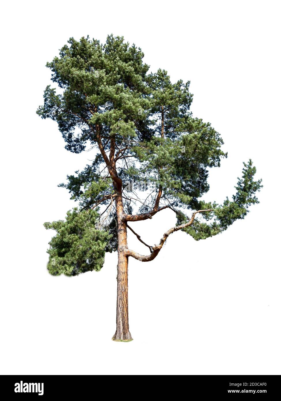 PIN écossais Pinus sylvestris isolé sur fond blanc Banque D'Images