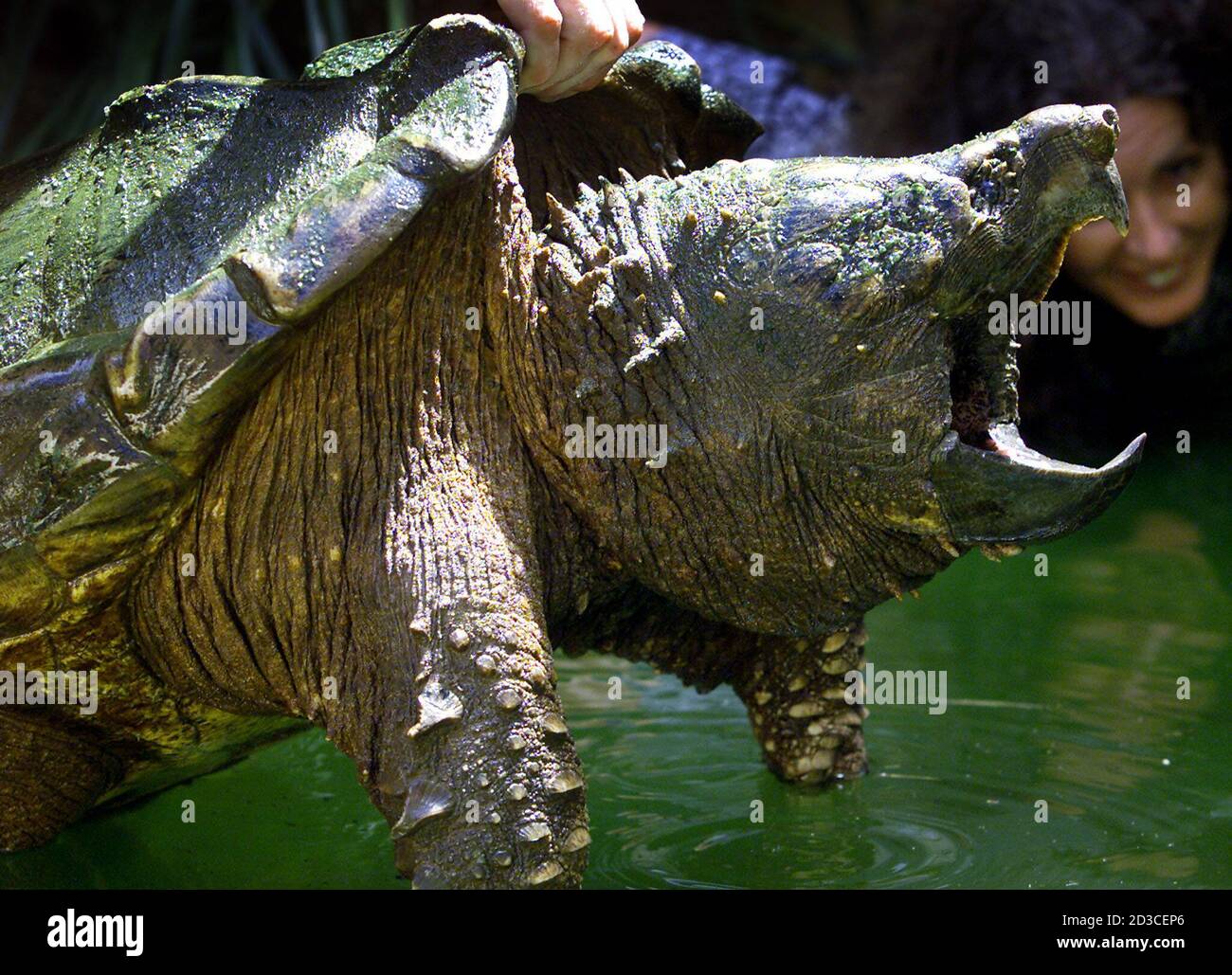 Leonardo A Rare American Alligator Snapping Turtle Named After A Character From The Children S Television Show Teenage Mutant Ninja Turtles Is Inspected Near The New South Wales Central Coast City Of Gosfrod November