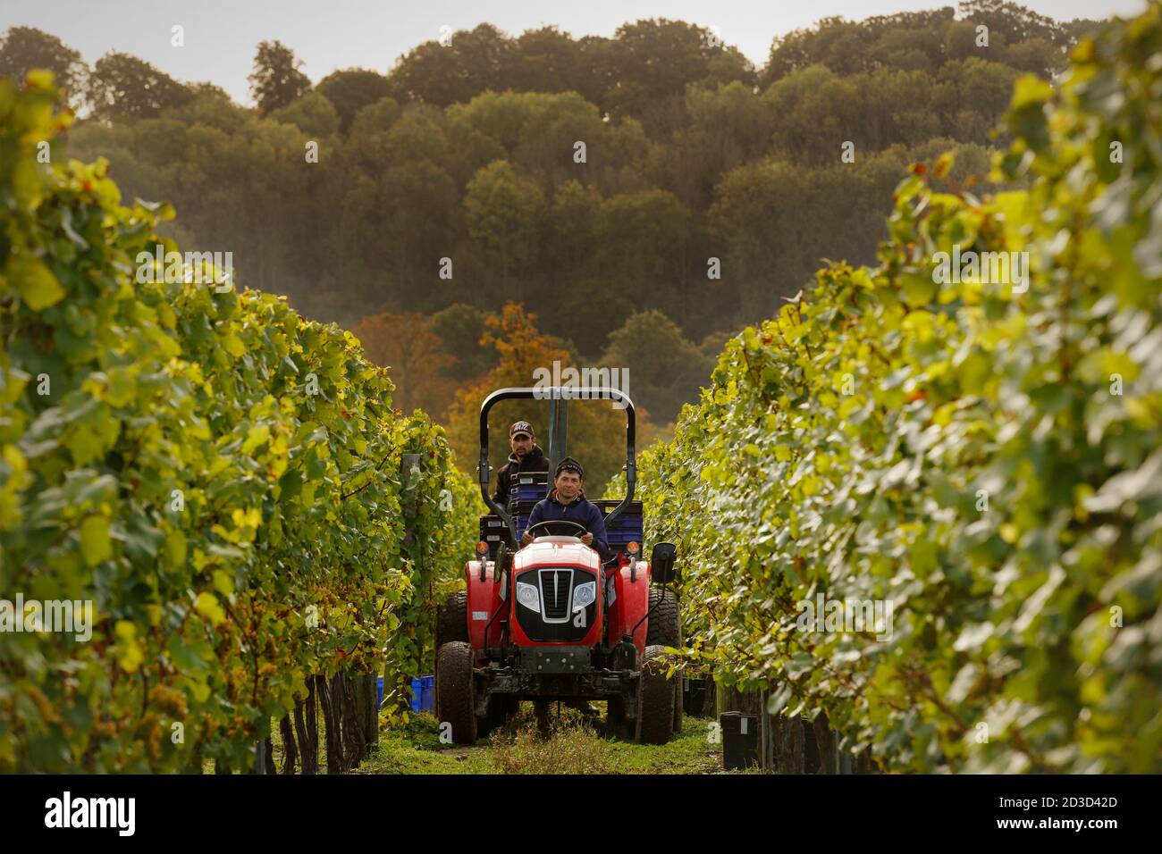 Récolte de raisins Chardonnay au vignoble et domaine de Hambledon, Hampshire, Royaume-Uni le mercredi 7 octobre 2020. Hambledon a 100,00 vignes établies situé o Banque D'Images