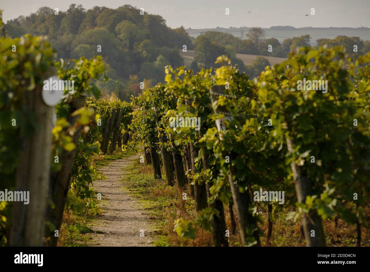 Récolte de raisins Chardonnay au vignoble et domaine de Hambledon, Hampshire, Royaume-Uni le mercredi 7 octobre 2020. Hambledon a 100,00 vignes établies situé o Banque D'Images