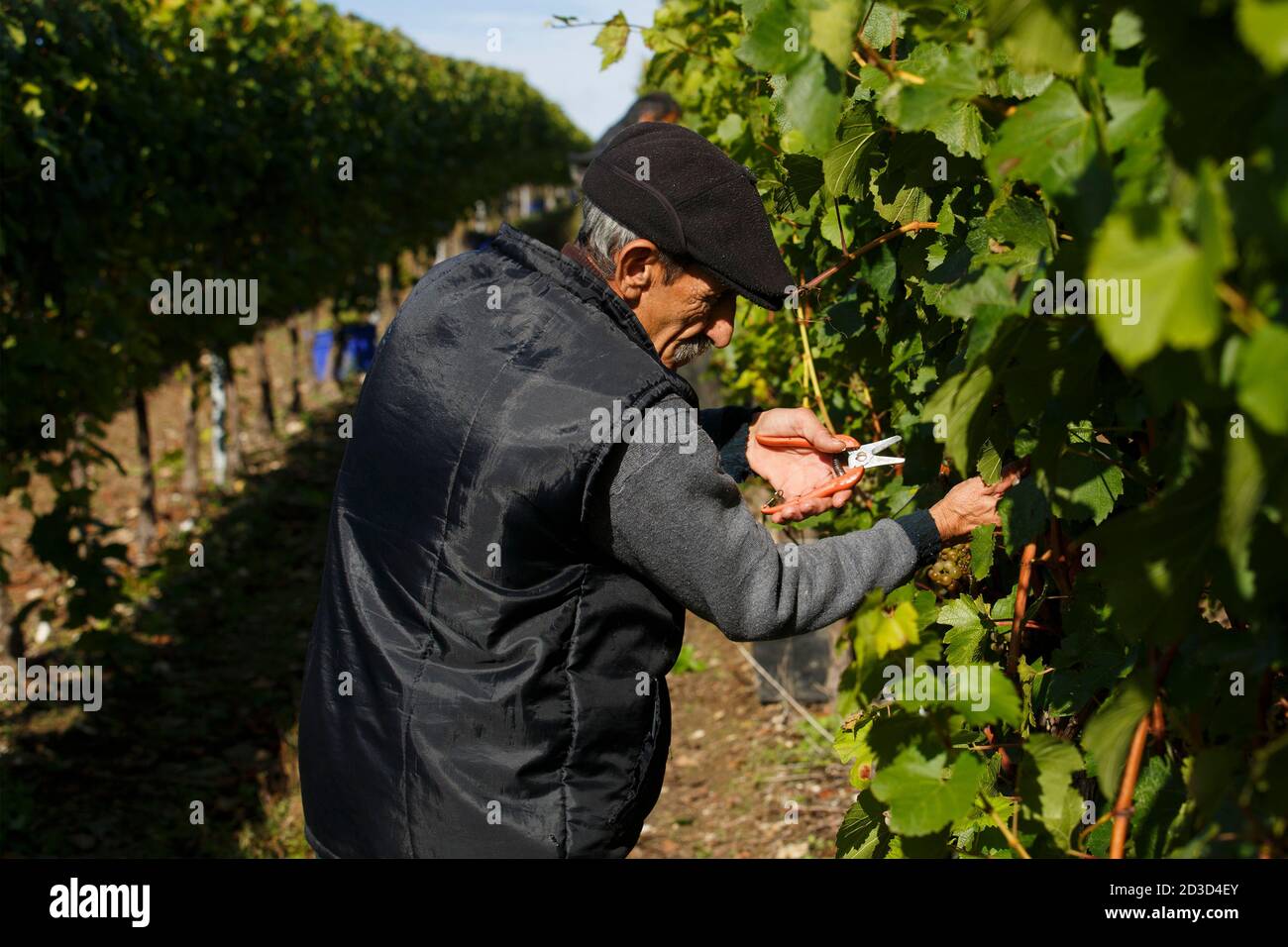 Récolte de raisins Chardonnay au vignoble et domaine de Hambledon, Hampshire, Royaume-Uni le mercredi 7 octobre 2020. Hambledon a 100,00 vignes établies situé o Banque D'Images