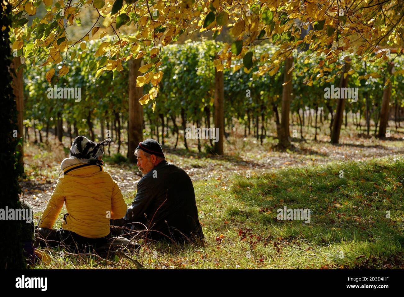Les travailleurs se détendent avec un déjeuner pique-nique au milieu des vignes, tandis que la récolte du raisin Chardonnay a lieu au vignoble et à la cave de vinification de Hambledon, Hampshire, au Royaume-Uni, le mercredi Banque D'Images