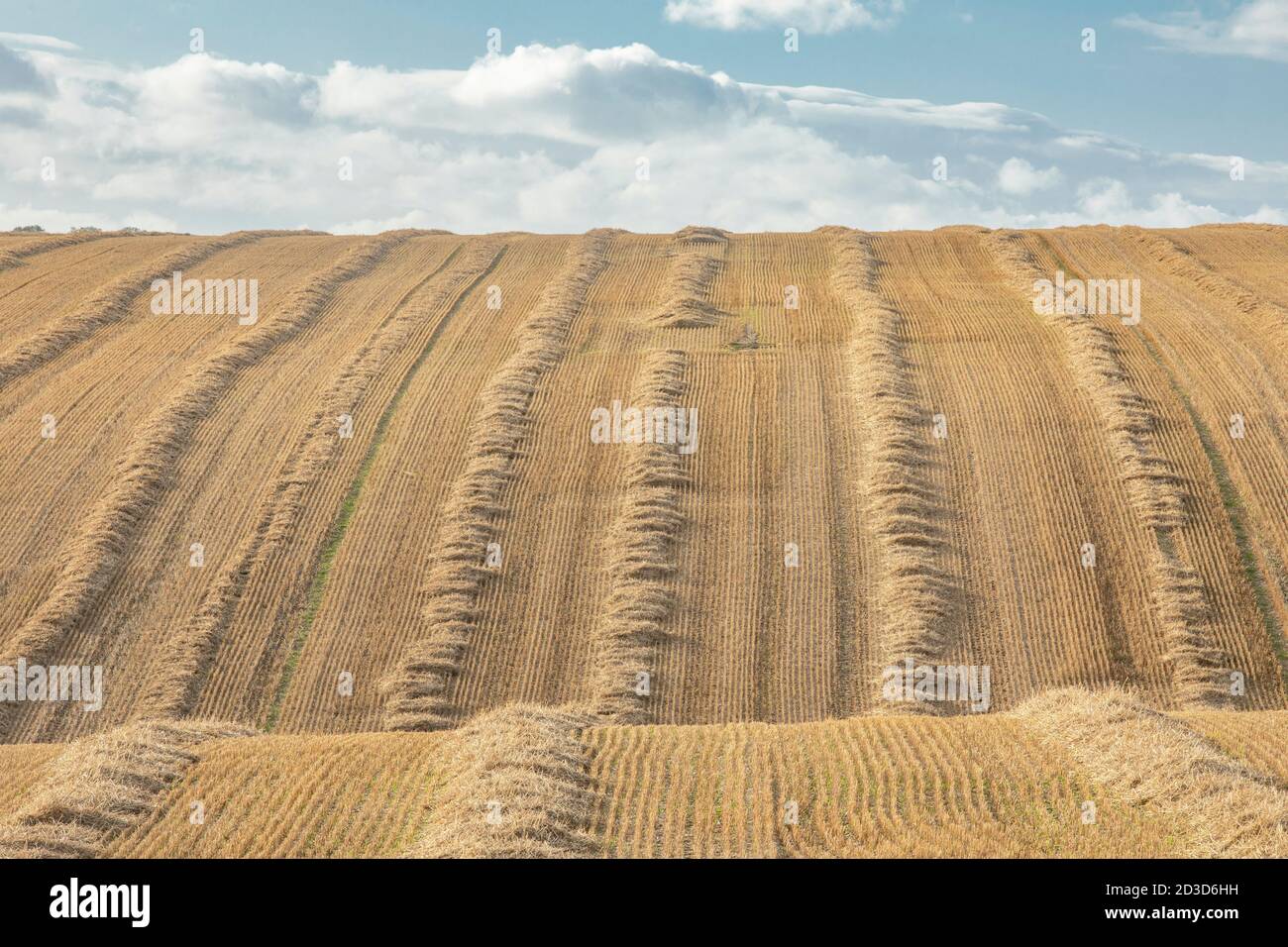 Récolte/champ de paille après récolte à East Heslerton près de Malton, dans le North Yorkshire en été (septembre 2020) Banque D'Images