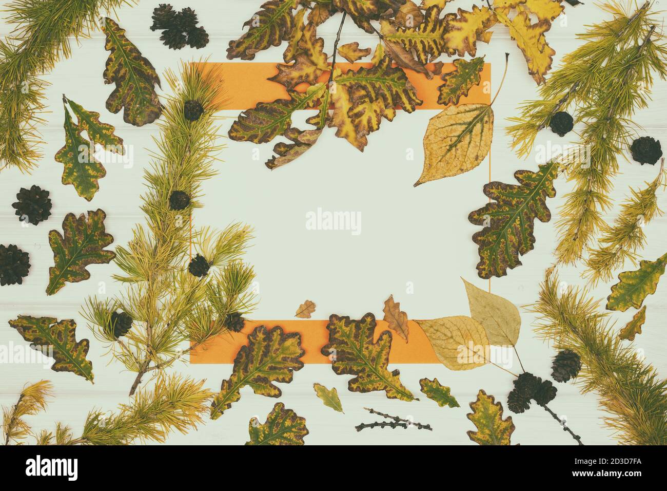 Cadre d'automne dans un style rétro. Carte en papier vierge avec feuilles jaunes, branches de mélèze et cônes sur bois blanc. Saison d'automne, plat Banque D'Images