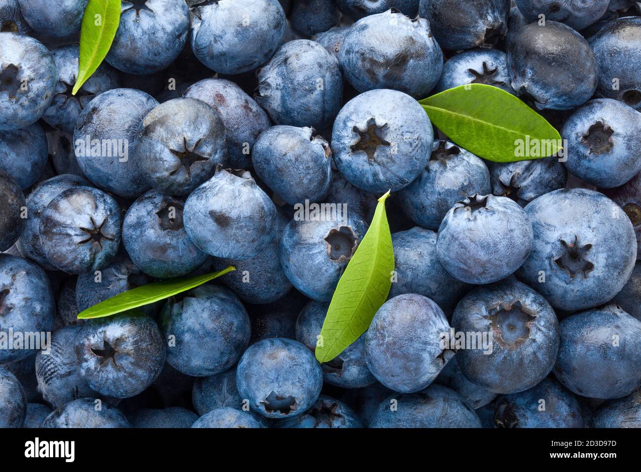 Blueberry, chemin, isolé sur fond blanc, la profondeur de champ, de haute qualité Banque D'Images
