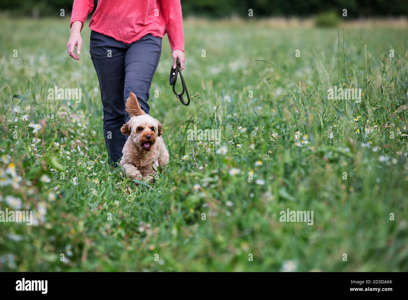 Femme marchant dans la prairie avec fauve couché jeune Cavapoo. Banque D'Images