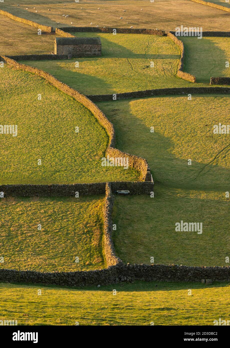Granges de Stone Field et murs en pierre sèche à Gunnerside, Swaledale, North Yorkshire, parc national de Yorkshire Dales. Hiver (février 2019) Banque D'Images
