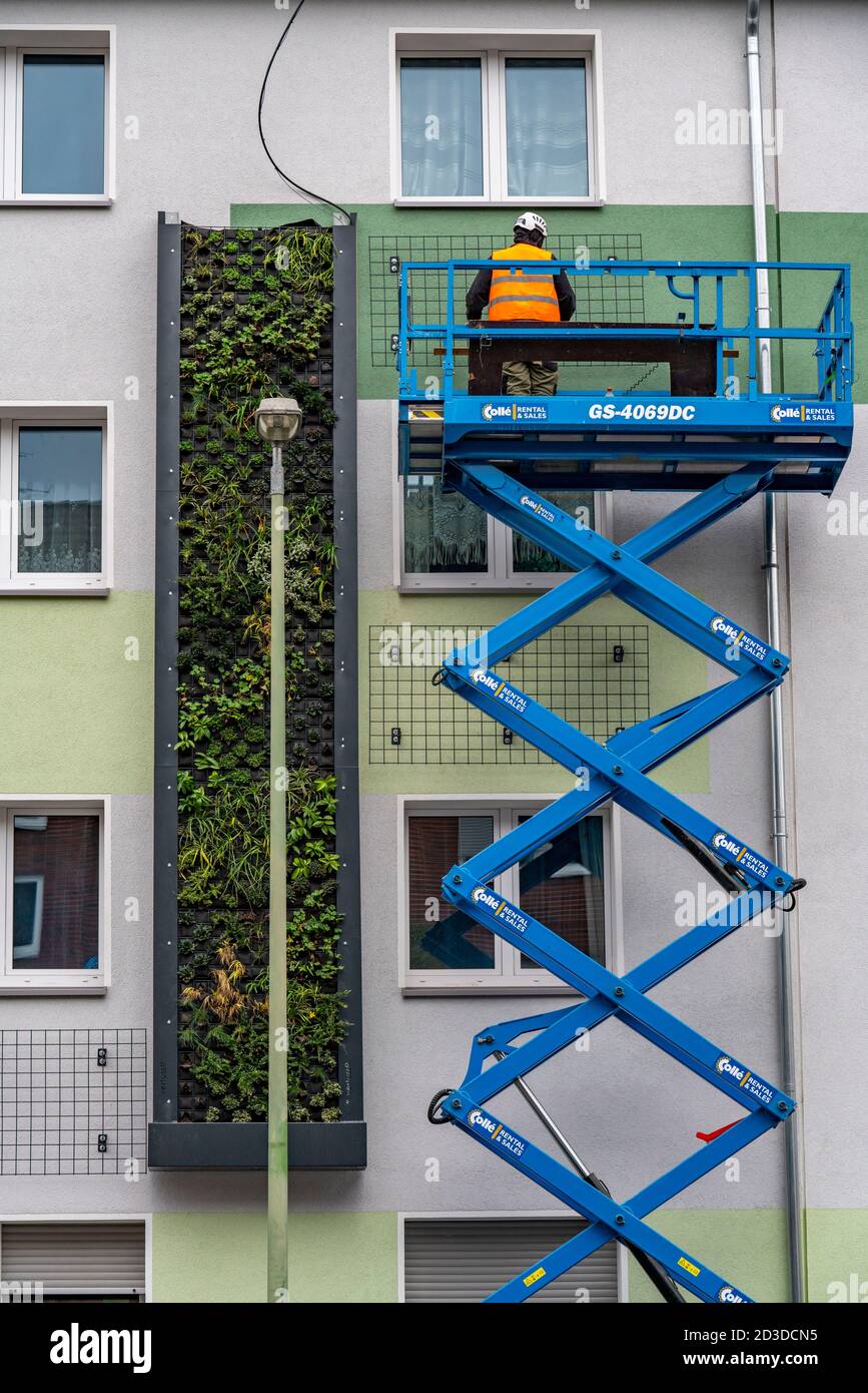 Installation d'une façade verte sur 4 immeubles d'appartements, sur Gladbecker Strasse, B224, ils devraient filtrer les oxydes d'azote et les particules fines de poussière Banque D'Images
