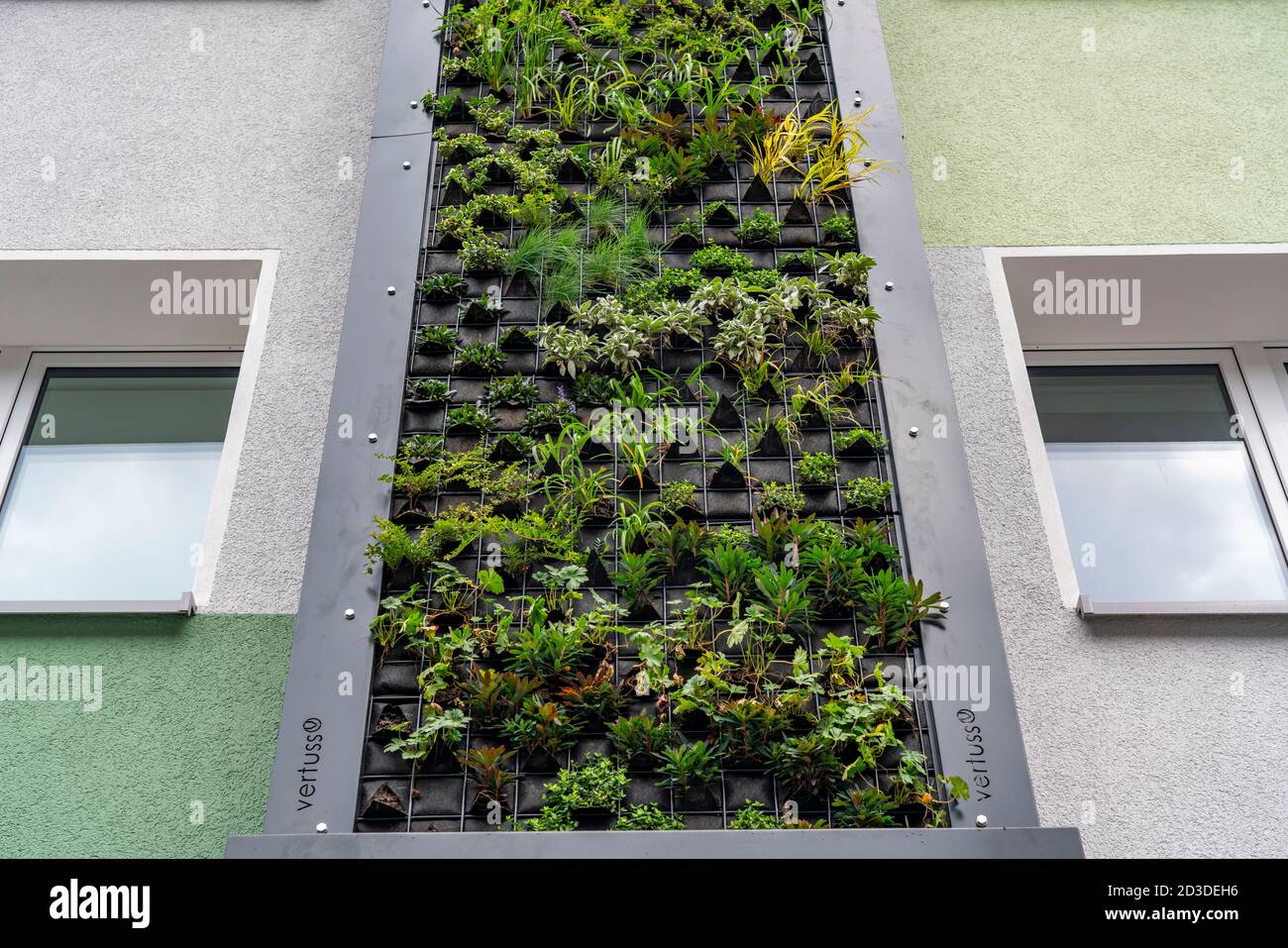 Installation d'une façade verte sur 4 immeubles d'appartements, sur Gladbecker Strasse, B224, ils devraient filtrer les oxydes d'azote et les particules fines de poussière Banque D'Images