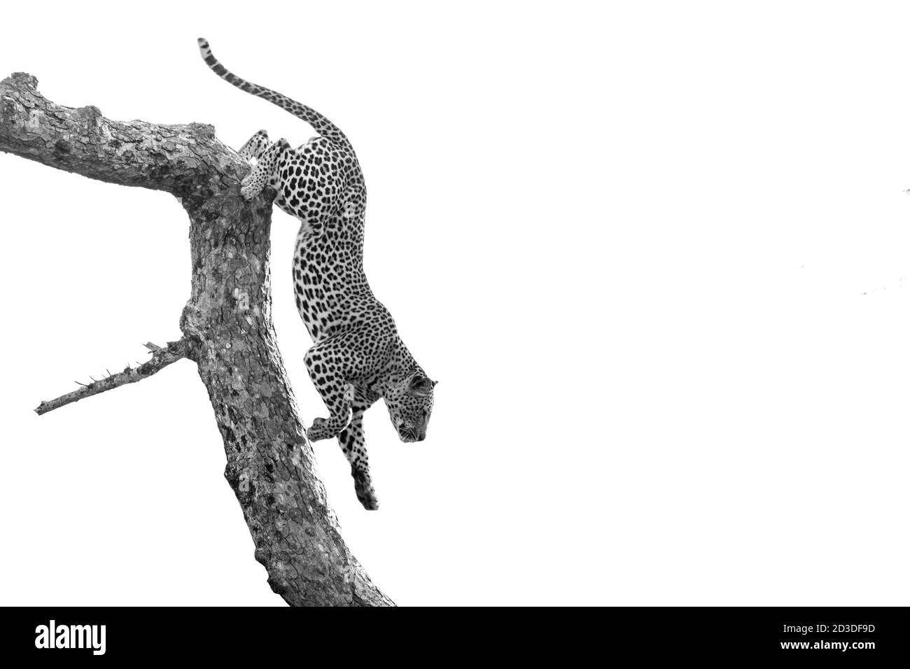 Un léopard, Panthera pardus, monte sur une branche d'arbre, noir et blanc, avec un arrière-plan bien foulé Banque D'Images