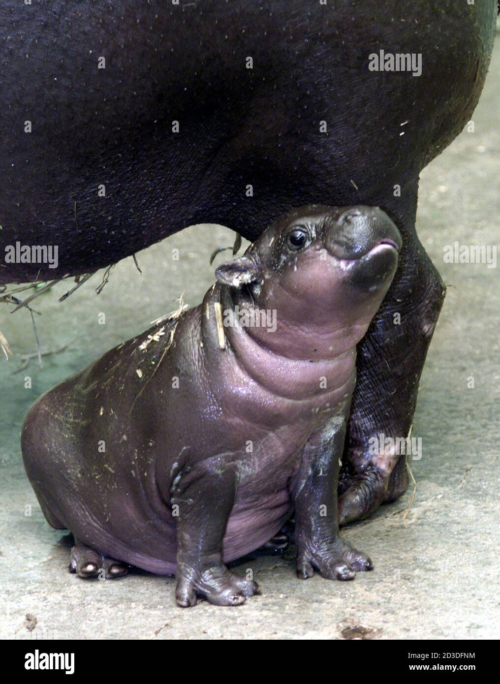 Hippopotames Nains Banque D Image Et Photos Alamy