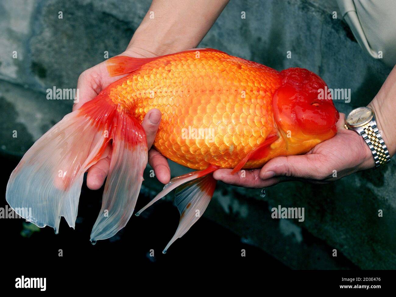 worlds biggest goldfish