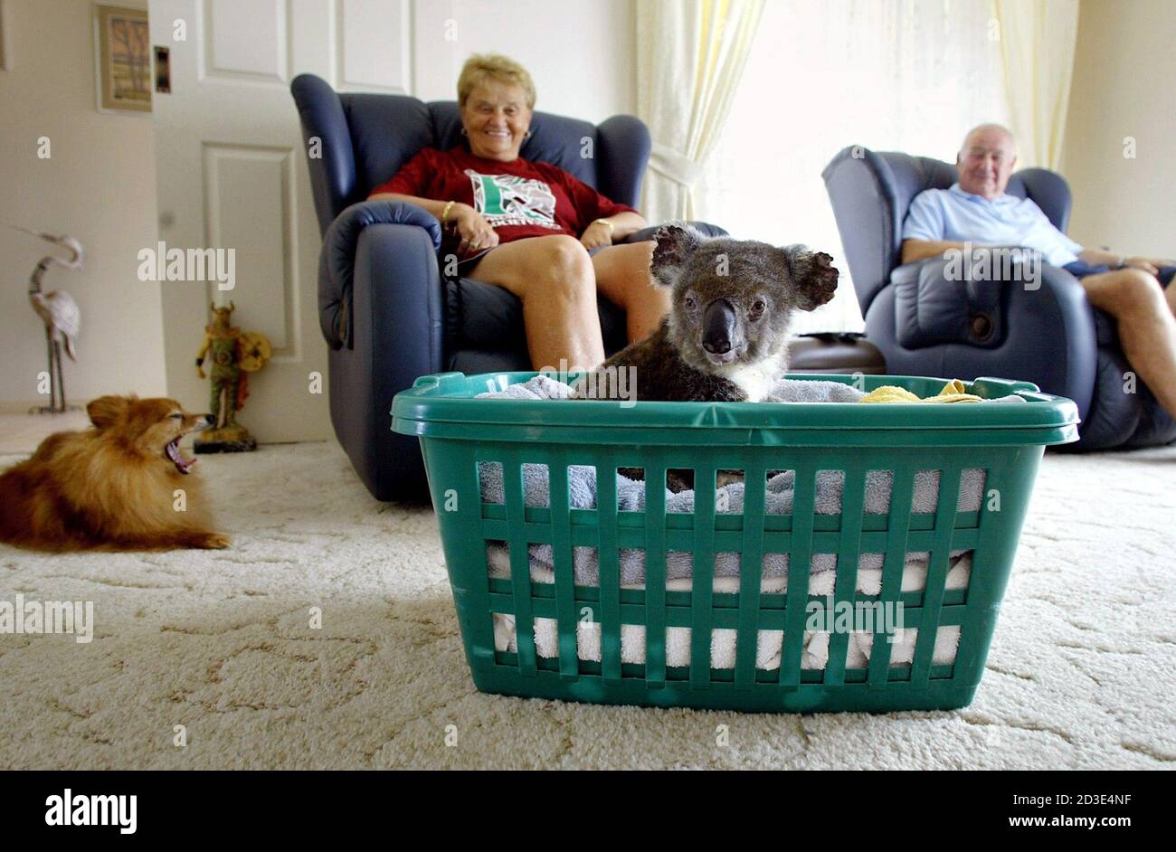 Barbara Barrett (C) and her husband Ron watch over a koala named 'Perch  Miracle' while their dog Tara yawns in the living room of their Port  Macquarie home, about 300 km (186