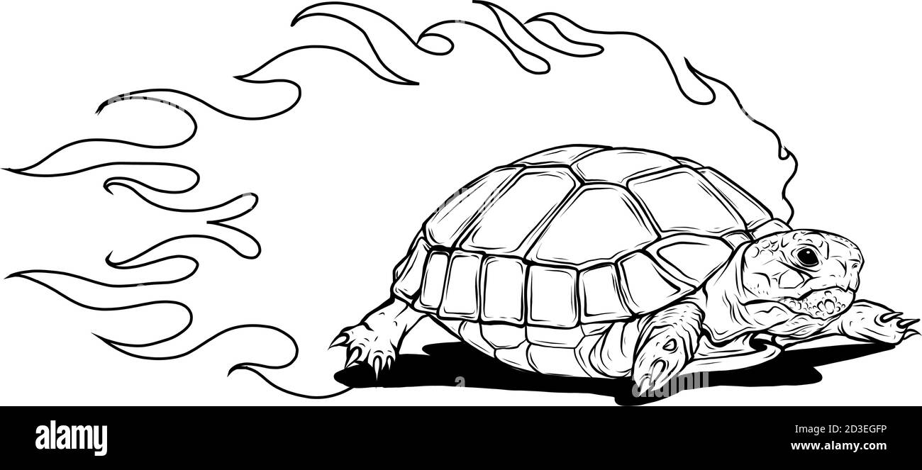 tortue isolée sur fond blanc illustration vectorielle Illustration de Vecteur