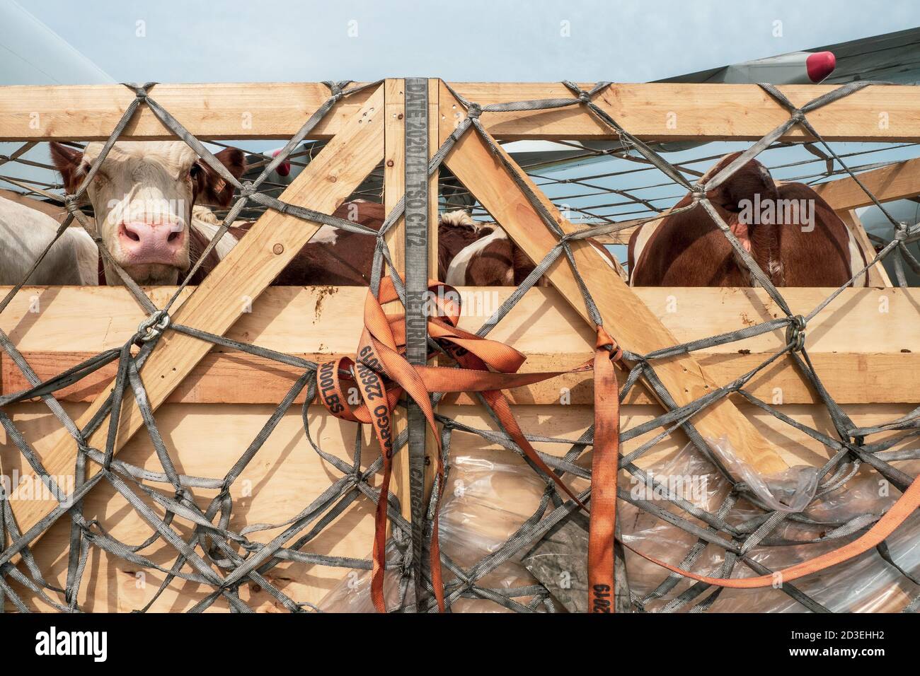 Bétail dans des caisses en bois fixées par des filets étant expédié comme transport aérien vivant dans le monde entier Banque D'Images