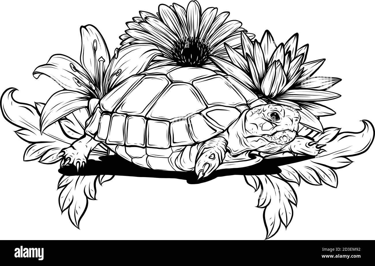 Illustration vectorielle détaillée d'une tortue terrestre générique en vert subtil. Illustration de Vecteur