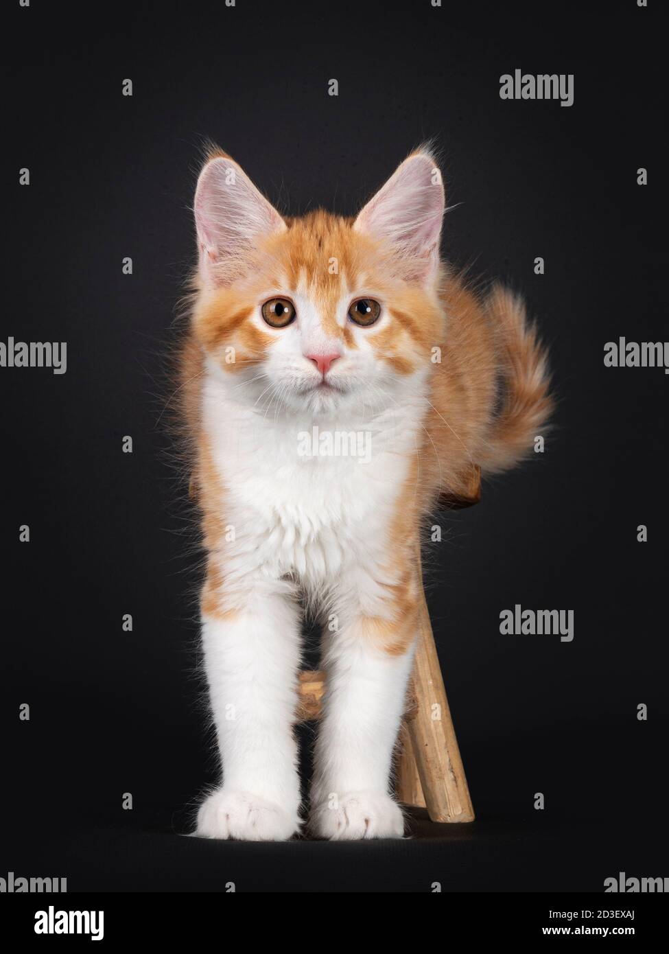 Adorable Chaton De Chat De Maine Coon Rouge Et Blanc Assis Sur Un Petit Tabouret En Bois Et Des Pattes Avant Sur Le Sol Vue Sur Les Selles Isole Sur Fond Noir