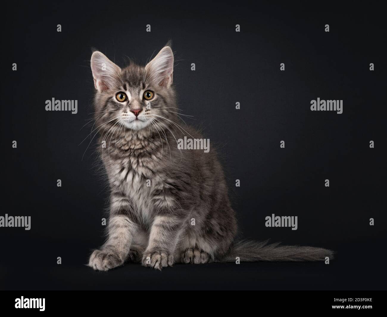 Tabby bleu Maine Coon chat chaton, assis côtés. En regardant vers l'appareil photo. Isolé sur fond noir. Banque D'Images