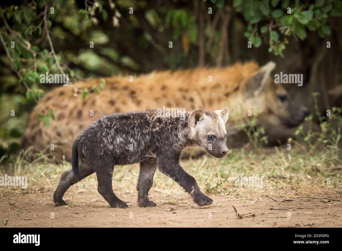 Petite hyena de bébé marchant près de sa mère regardant dans l'alerte Masai Mara au Kenya Banque D'Images