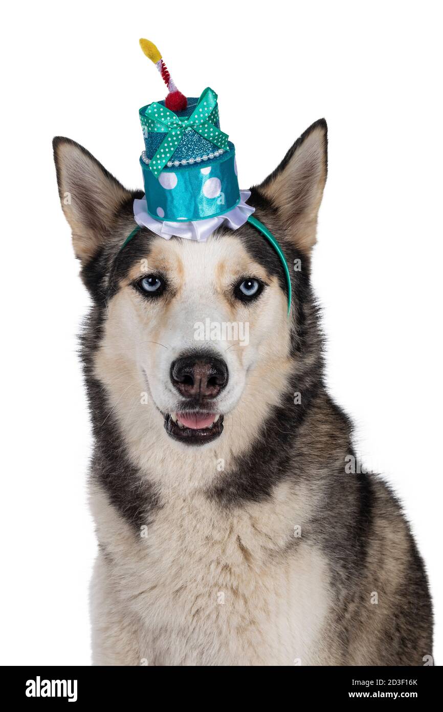 Photo De Tete D Un Jeune Chien Husky Adulte Assis Avec Un Chapeau D Anniversaire A Gateau Bleu Regarder Vers L Appareil Photo Avec Des Yeux Bleu Clair Bouche Ouverte Isol Photo Stock Alamy