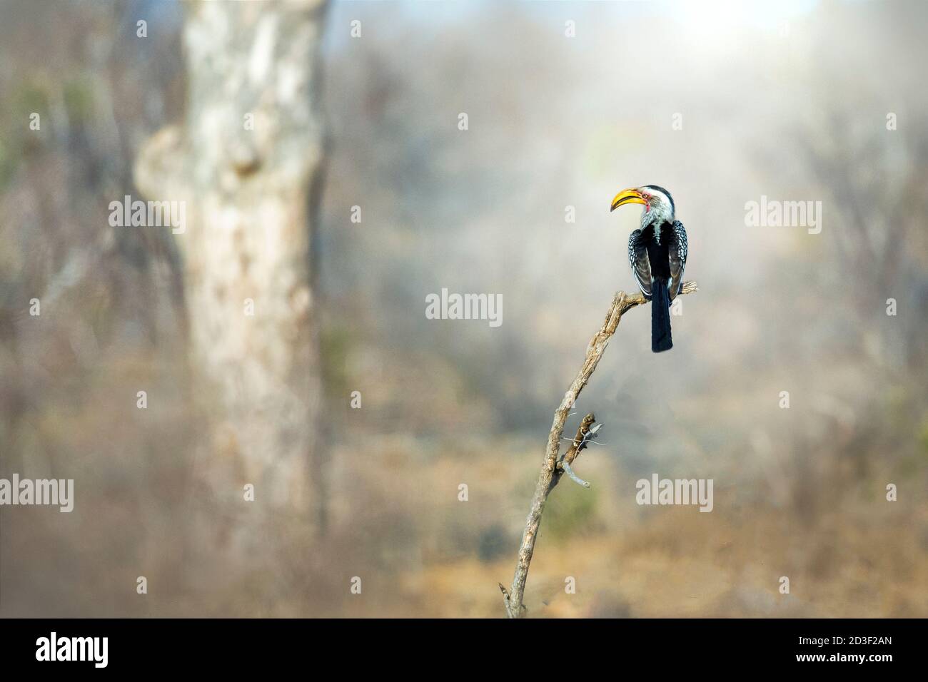 Deux oiseaux de Hornbill à bec jaune du sud, assis sur des branches dans le paysage africain Banque D'Images